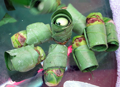 betel nuts wrapped in betel leaf.jpg